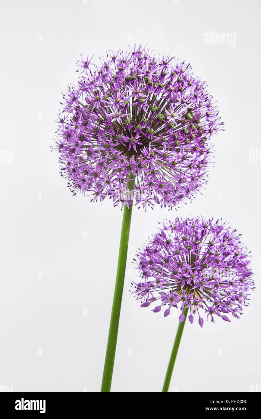 Allium hollandicum Foto Stock
