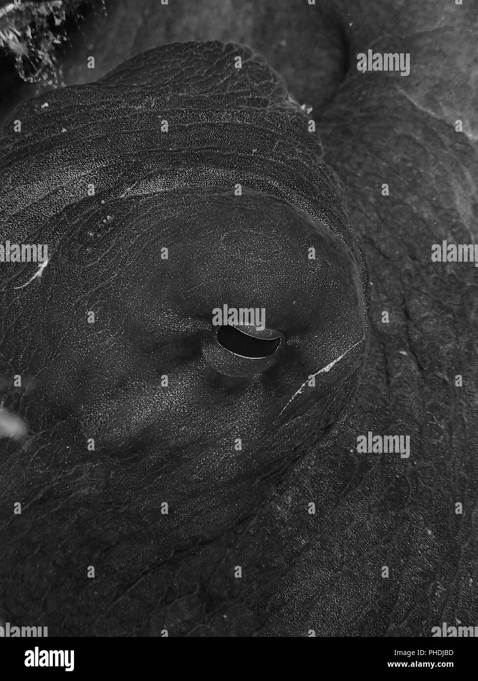 Vita sottomarina in Sabah, Borneo Foto Stock