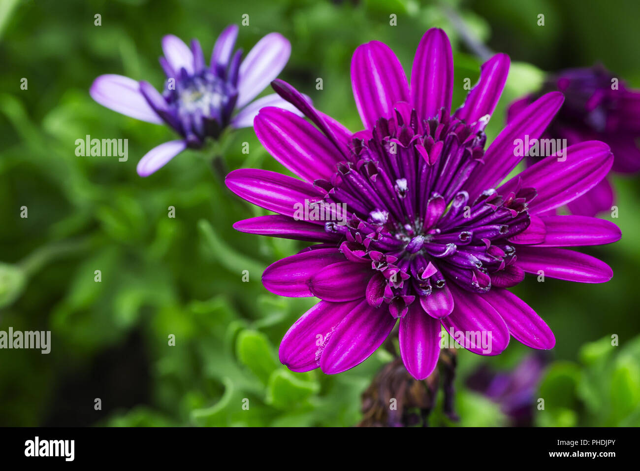 Piccolo fiore viola Foto Stock