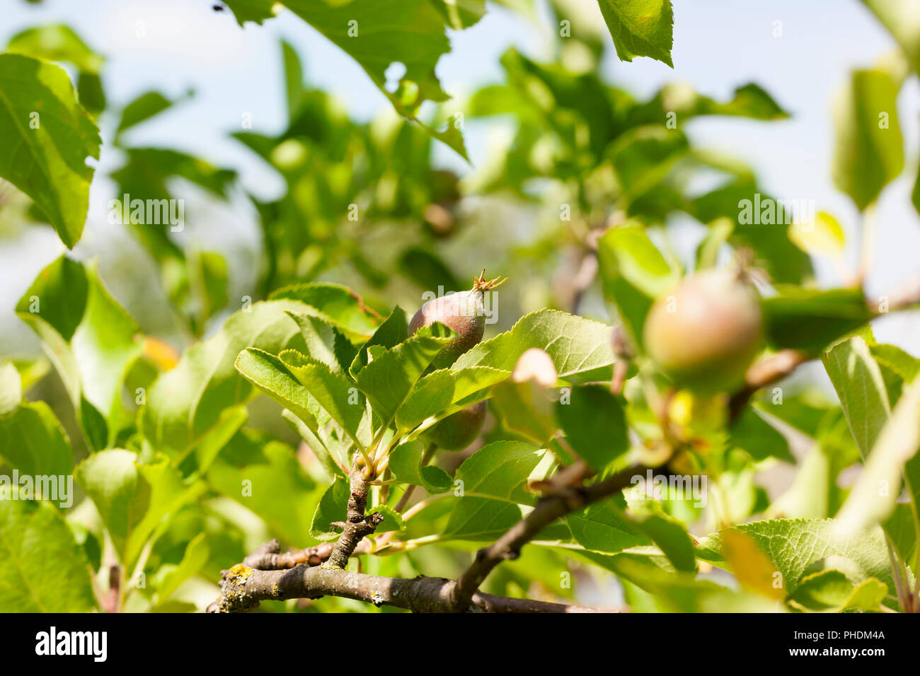 Giovani mele acide all'inizio della crescita, close-up su il melo dopo la fioritura e di ovaia di nuovi frutti di mele Foto Stock