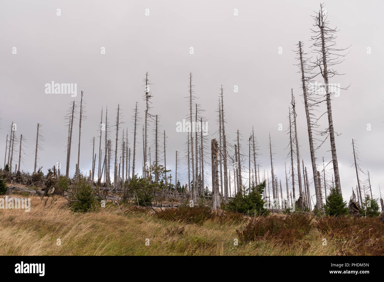 Bald alberi dopo l'infestazione da scolitidi - foresta boema Foto Stock