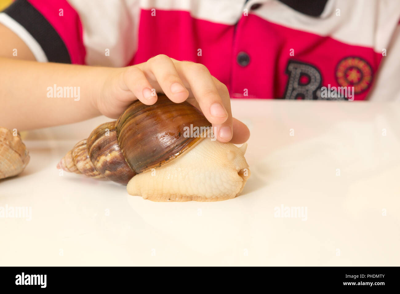 Lumaca Achatina in mano a casa, close up Foto Stock