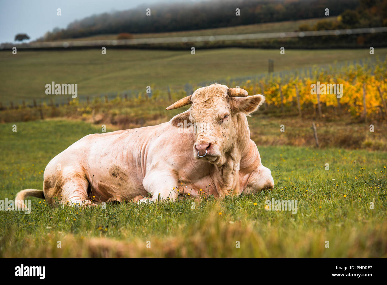 Charolais bull in un campo, Borgogna, Francia Foto Stock