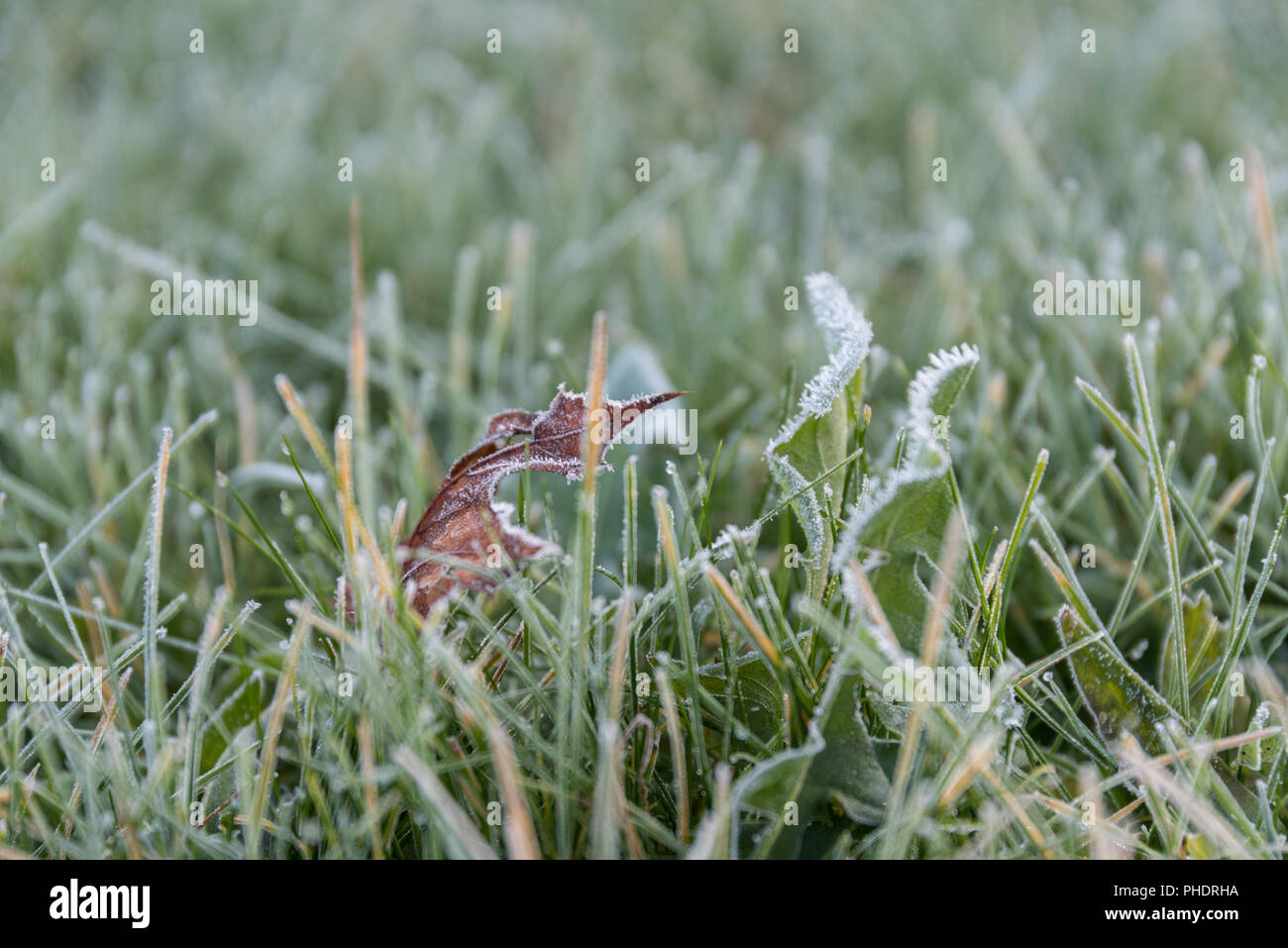 Foglie secche e gelido di brina sui denti di leoni ed erba Foto Stock