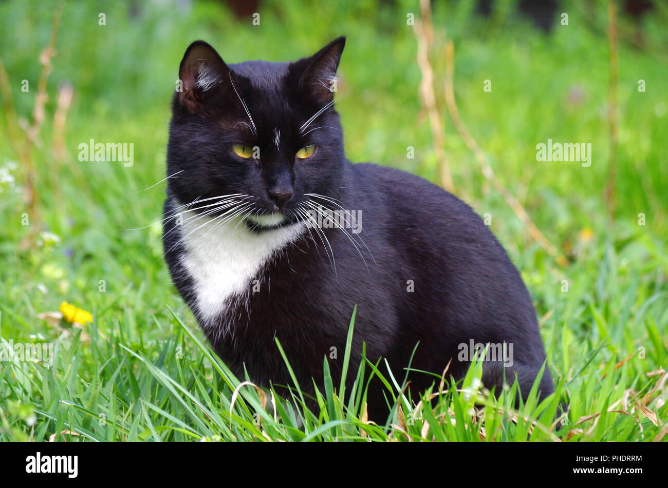 Bianco e nero European Shorthair cat Foto Stock
