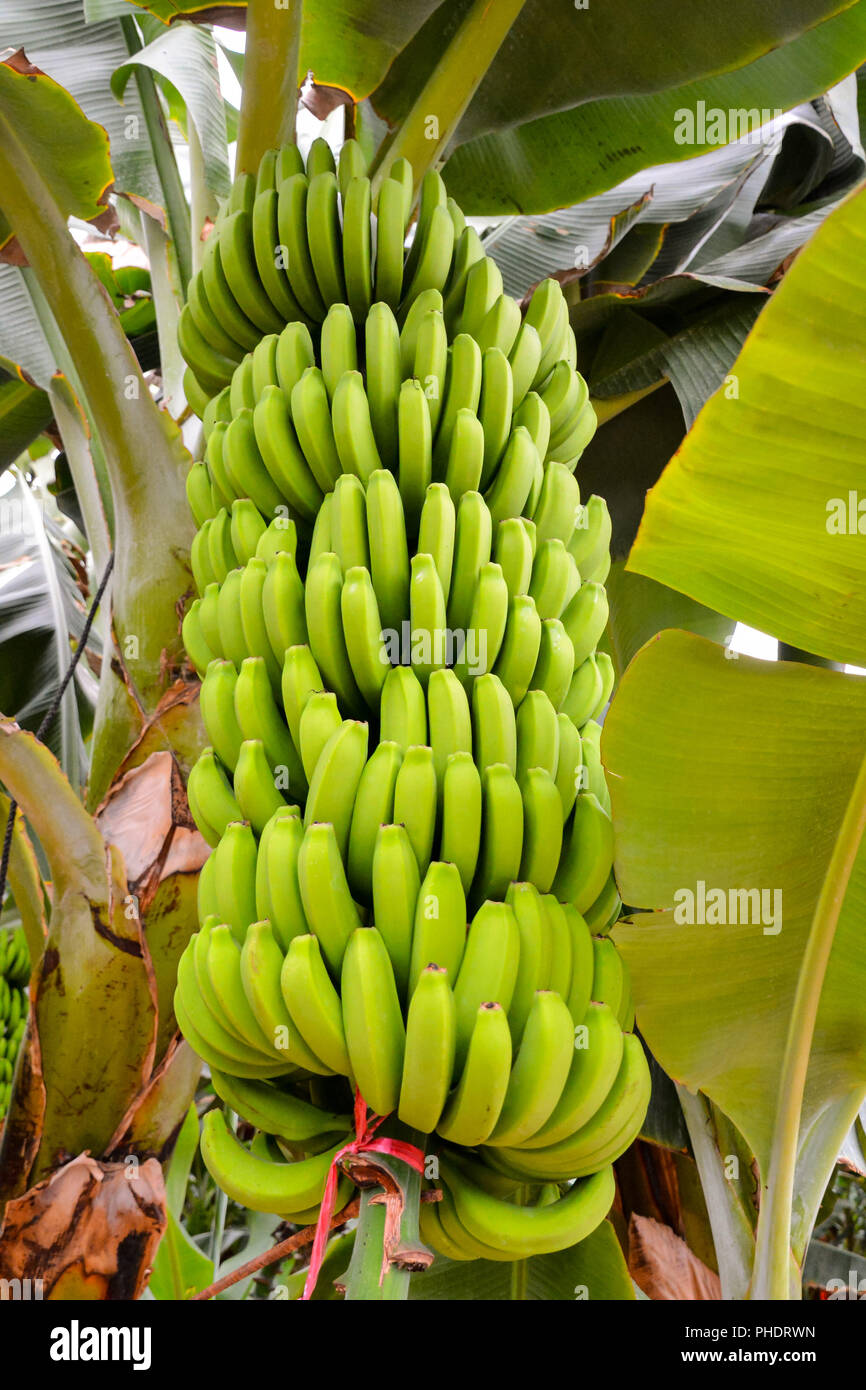 Banane verdi appeso sulla banana Tree Foto Stock