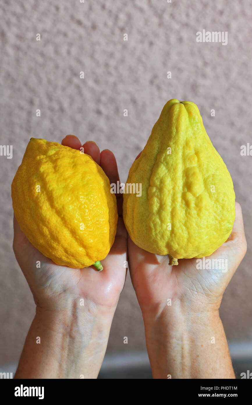Le mani tenendo il rituale di agrumi etrog - Foto Stock