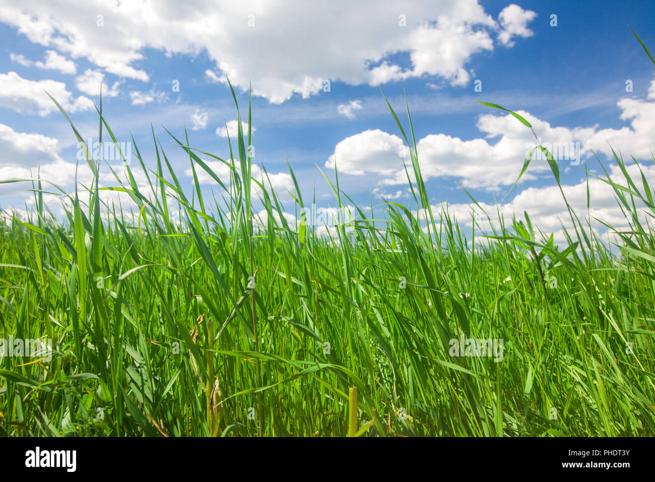 Estate verde erba e cielo Foto Stock