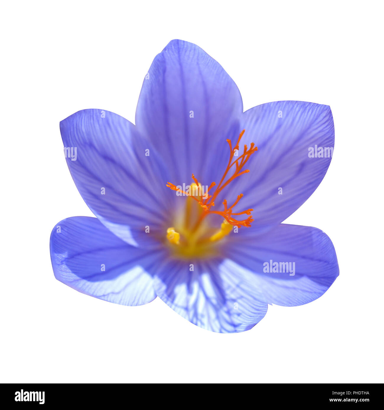 Crocus ligusticus Foto Stock