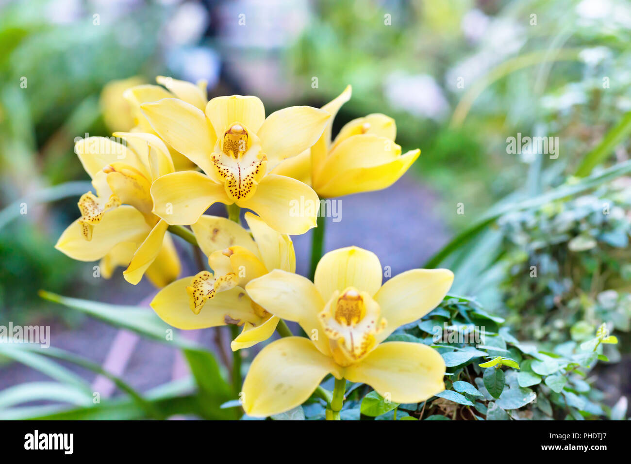 Orchidee viola in una foresta tropicale Foto Stock