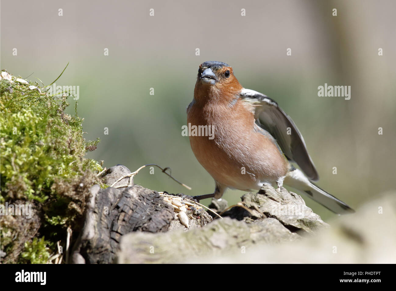 Fringuello foraggio Foto Stock