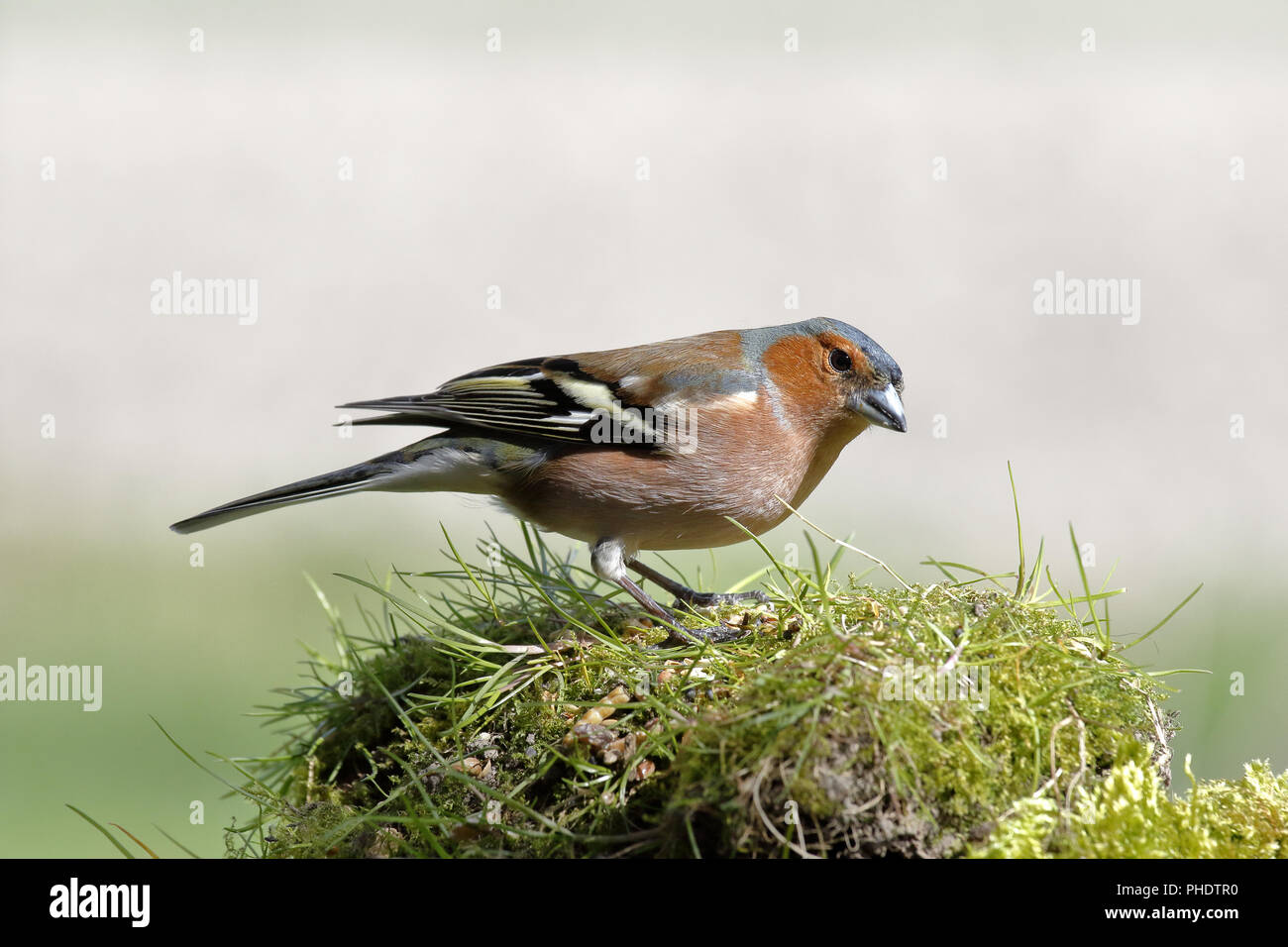 Fringuello foraggio Foto Stock