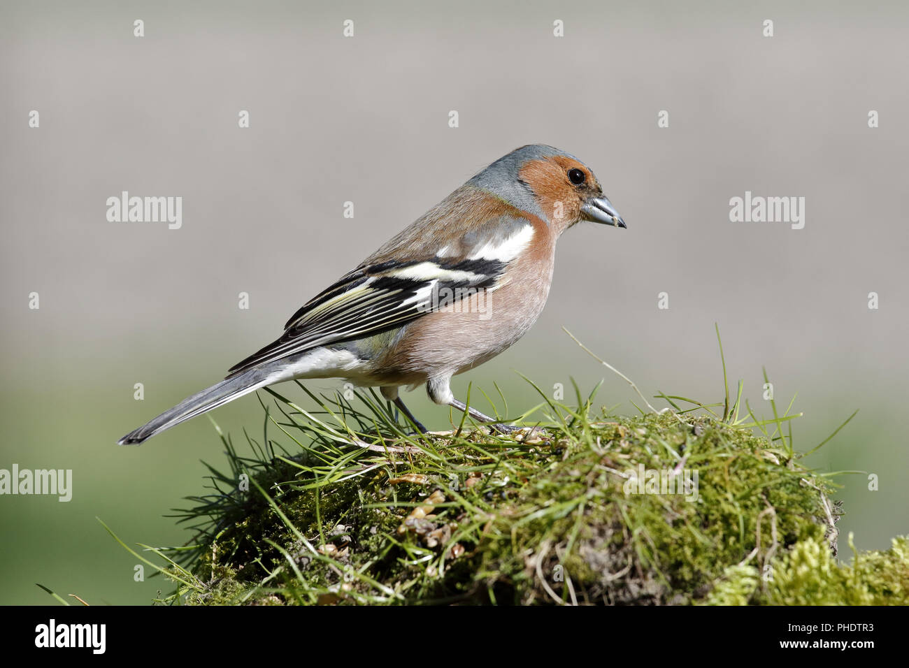 Fringuello foraggio Foto Stock