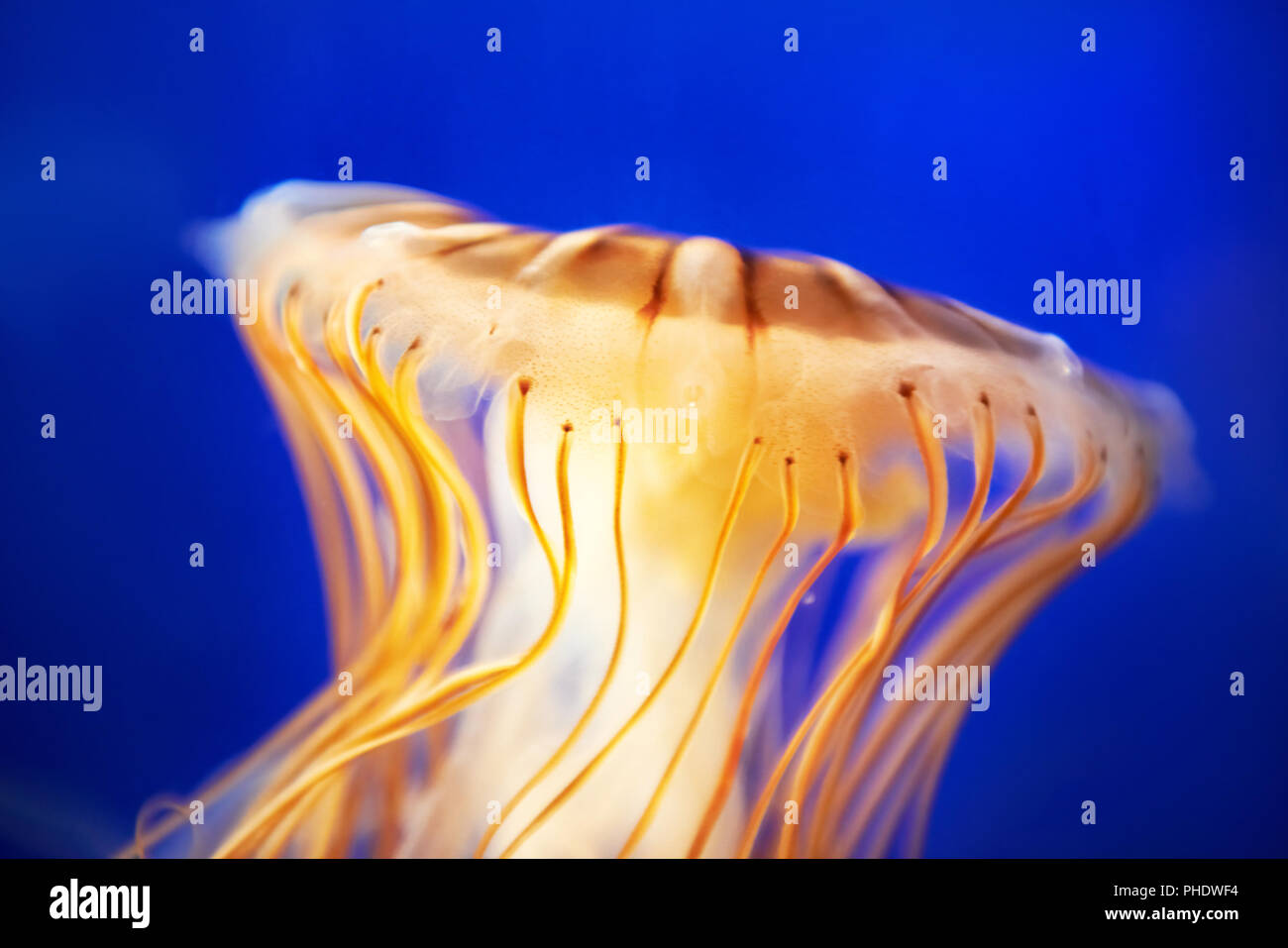 Arancione (Medusa Chrysaora fuscescens) Foto Stock