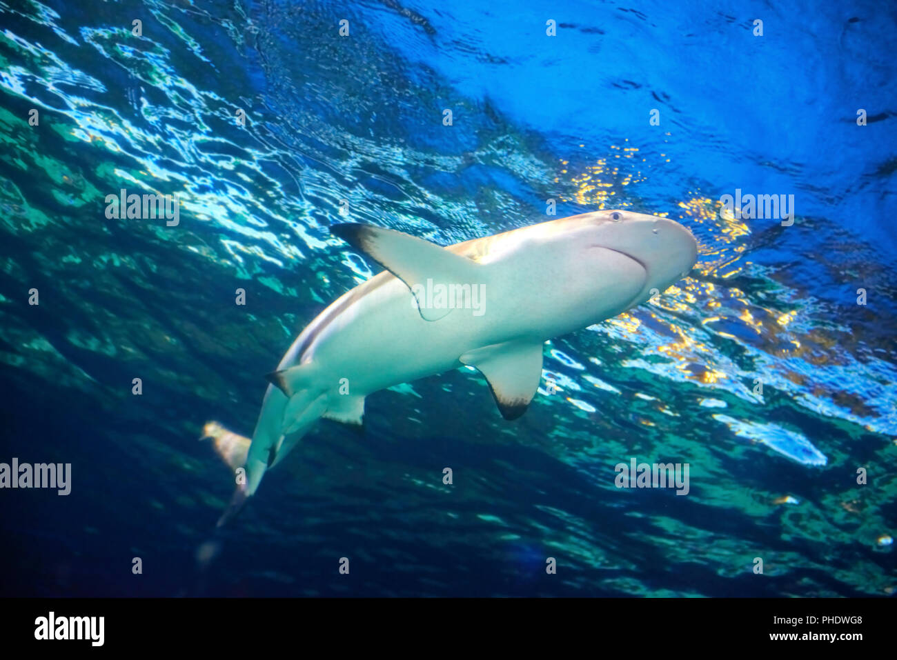 Caribbean reef shark Foto Stock