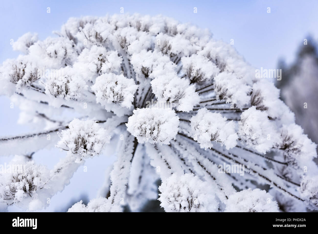 Heracleum cow-Orate di brina inverno Foto Stock