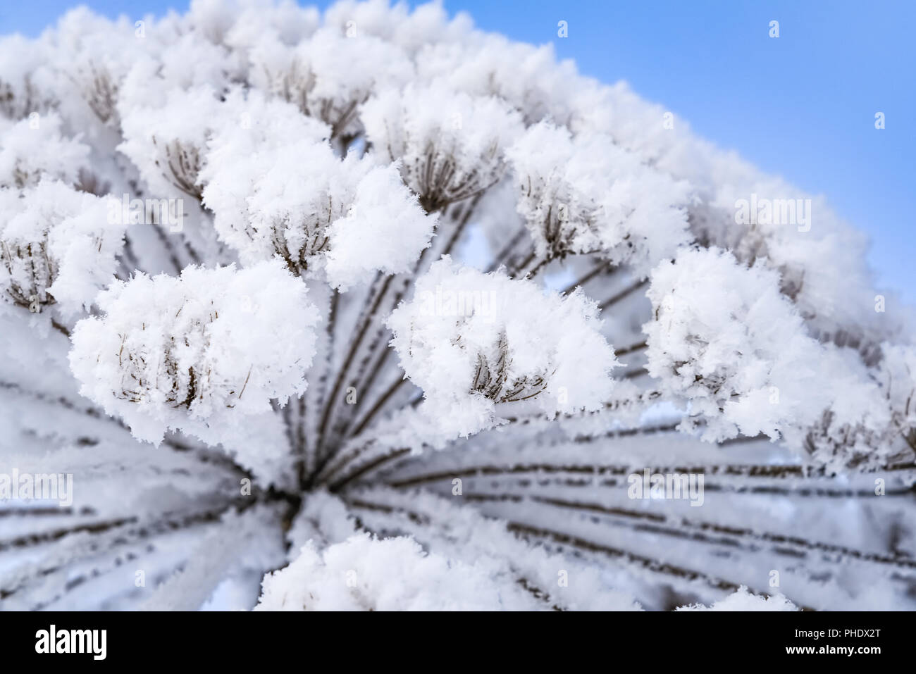 Heracleum cow-Orate di brina inverno Foto Stock