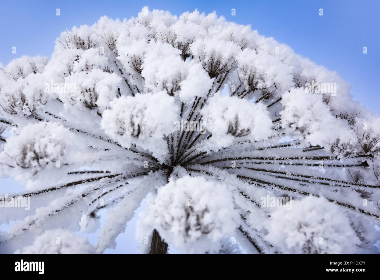 Heracleum cow-Orate di brina inverno Foto Stock