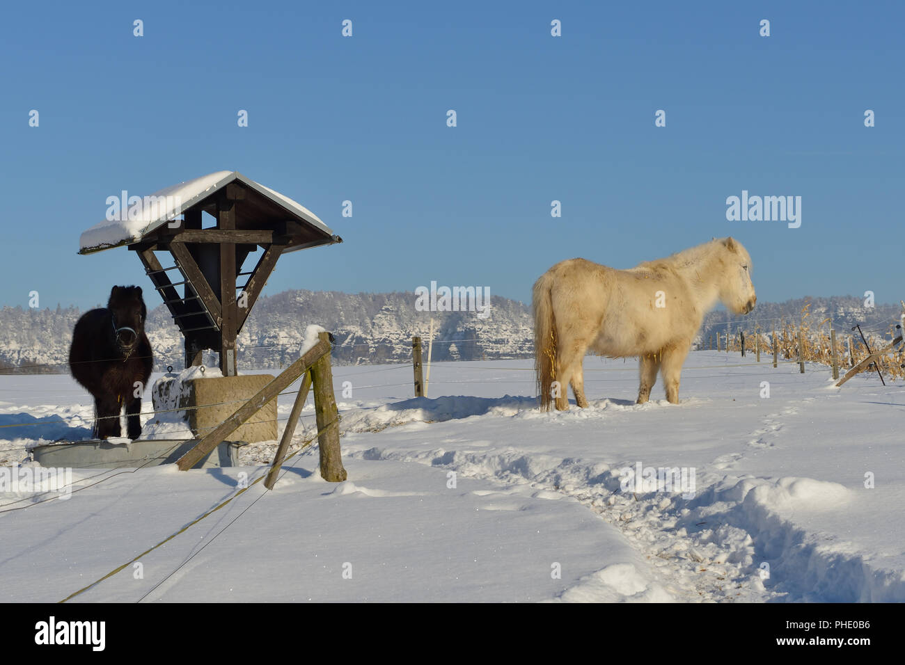 Cavallo islandese Foto Stock