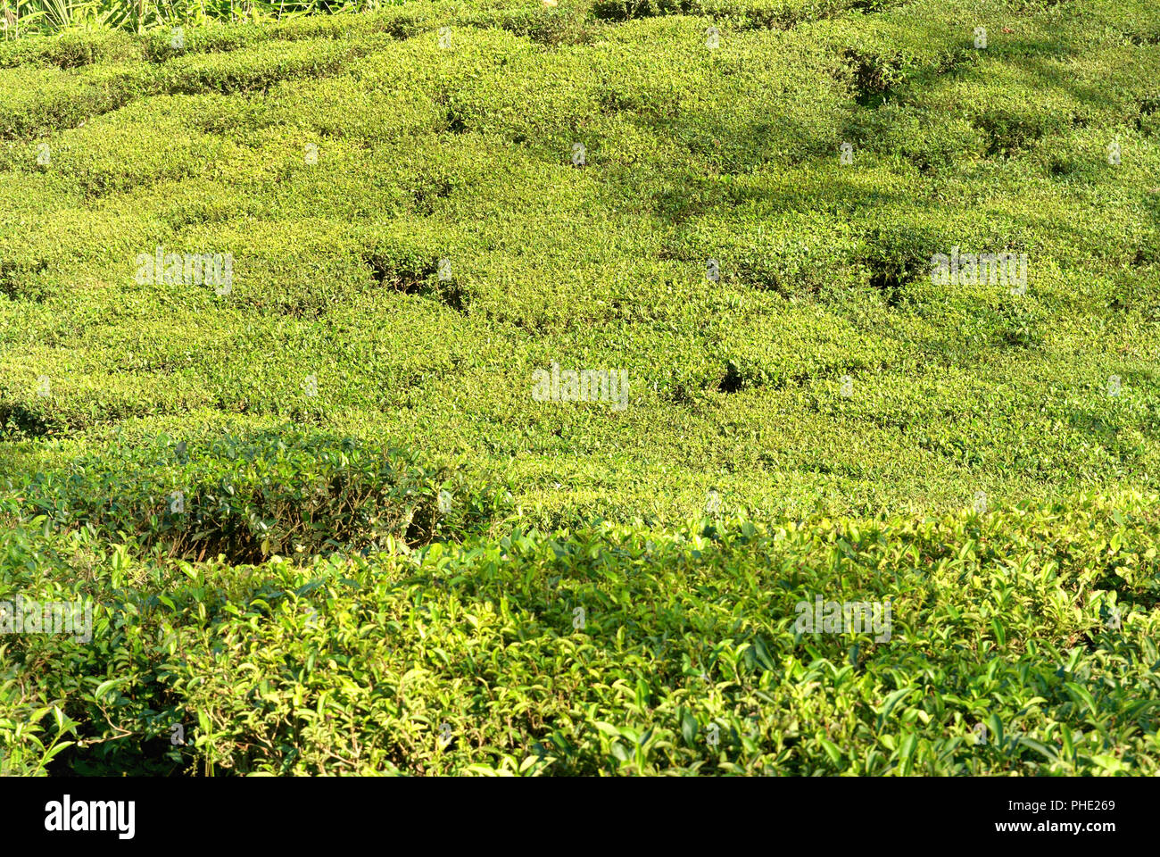 Il tè verde boccole Foto Stock