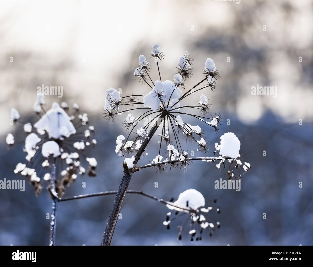 Heracleum cow-Orate di brina inverno Foto Stock