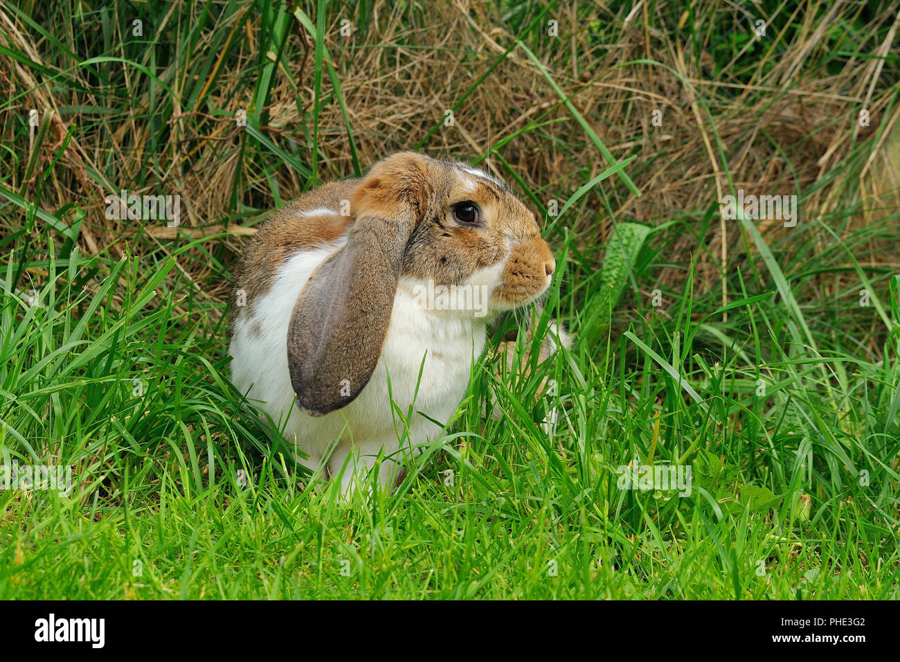 Lop-eared Rabbit Foto Stock
