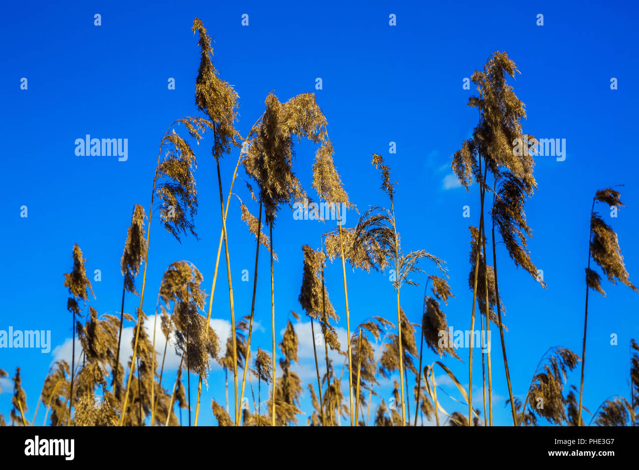 Reed a secco contro il cielo Foto Stock