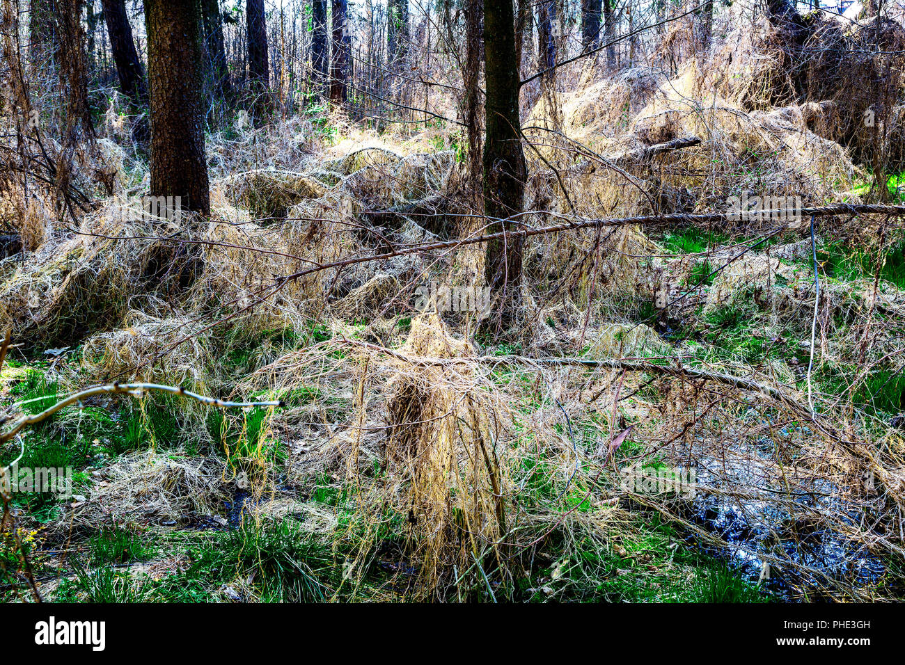 Il risveglio della natura in foresta Foto Stock