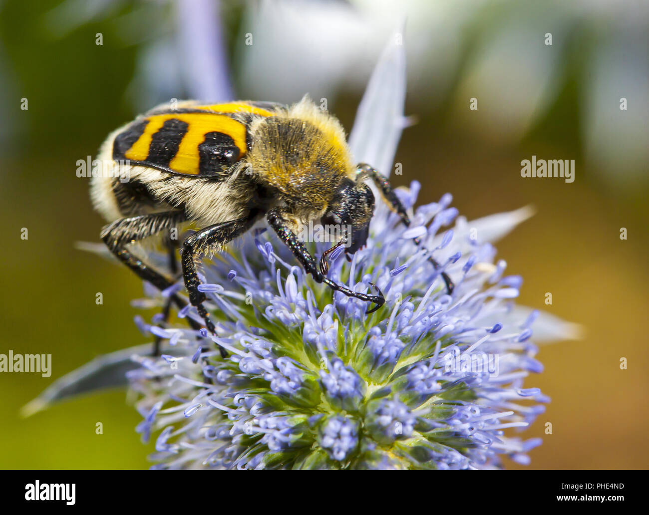 Bee beetle Trichius fasciatus Foto Stock