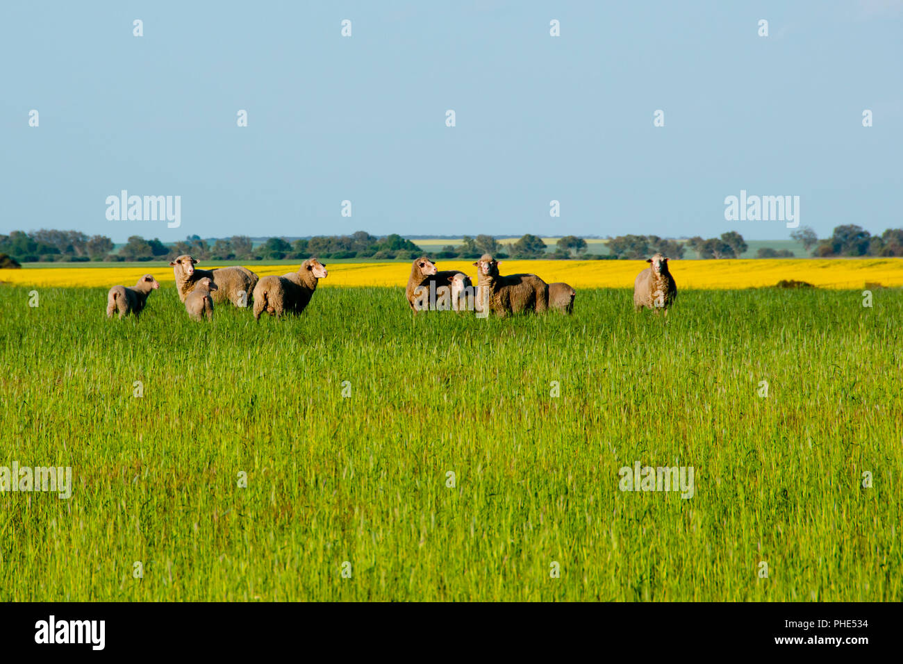 Pascolo di ovini - Mid West - Australia occidentale Foto Stock