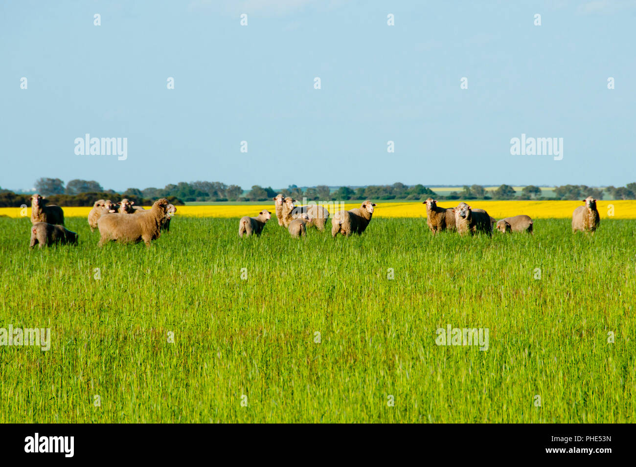 Pascolo di ovini - Mid West - Australia occidentale Foto Stock