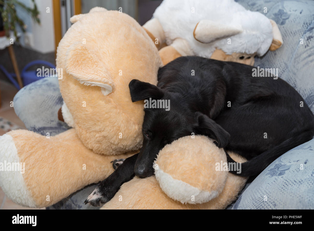Cane nero con grandi animali imbalsamati Foto Stock