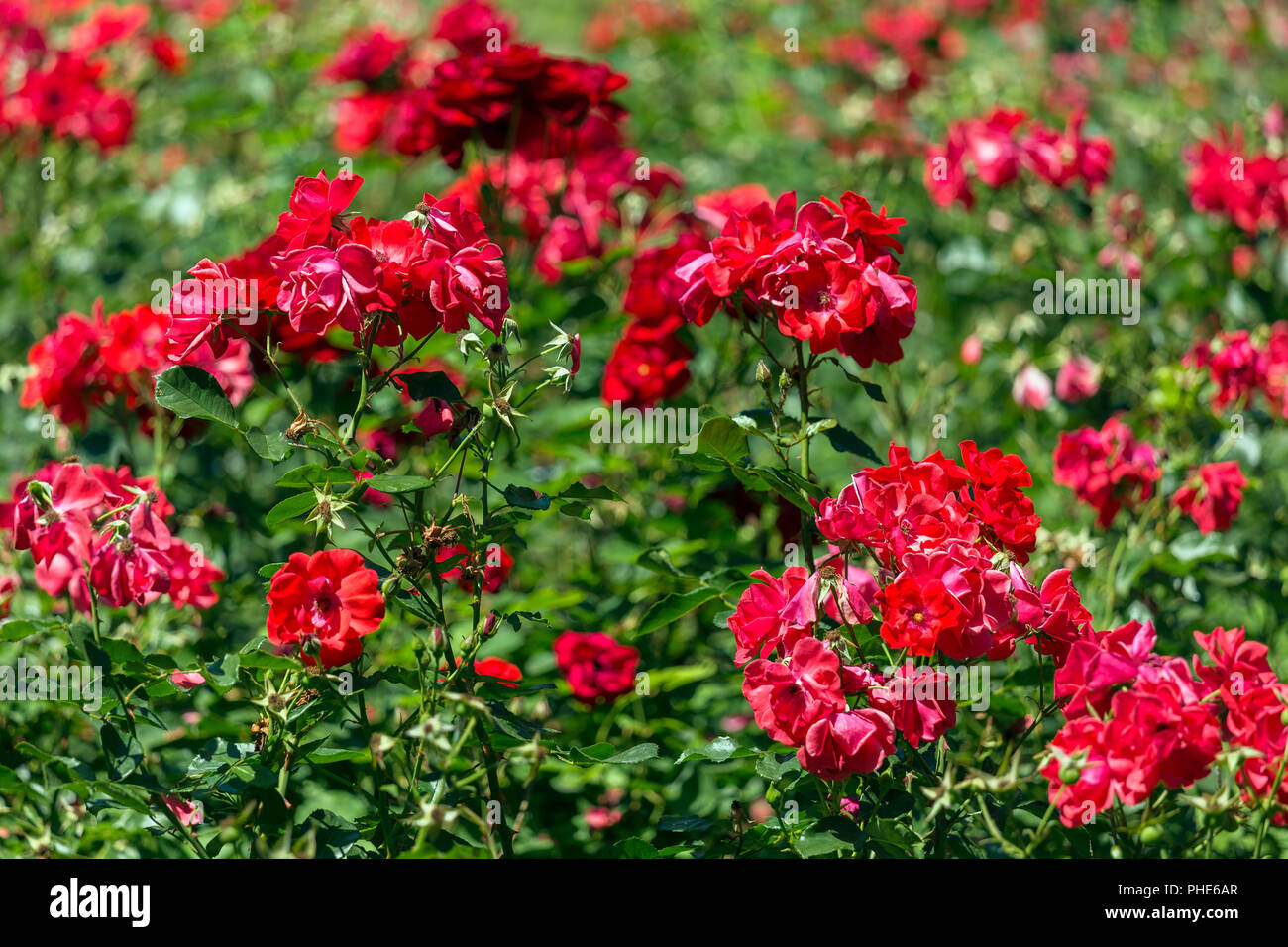 Red Rose Garden sfondo Foto Stock