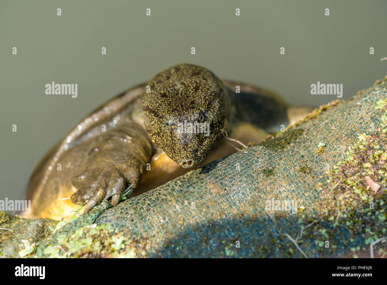 Chinese softshell turtle (Pelodiscus sinensis) elencati come vulnerabili sulla Lista Rossa IUCN. Noto anche come Amyda japonica o Trionix japonicus Foto Stock