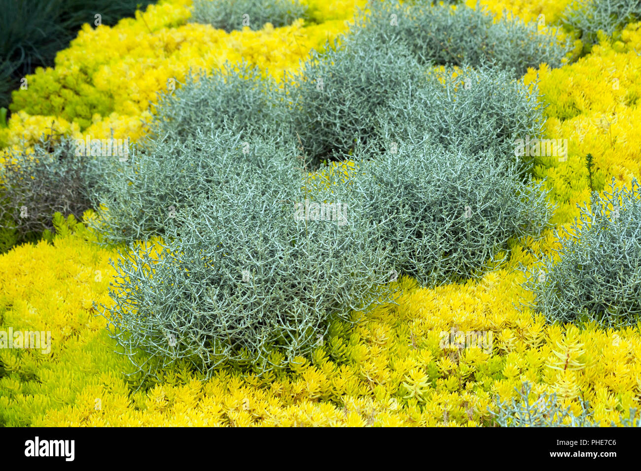 Calocephalus brownii, una bella pianta insolita per la casa e il giardino, cresce grigio-argentato boccole circondato da giallo reflexum sedum Angelina, Foto Stock