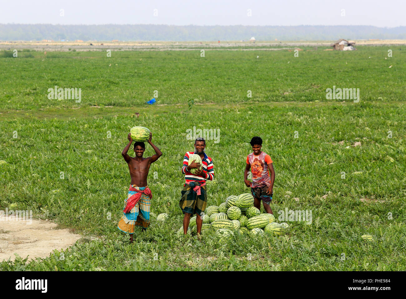 Gli agricoltori tenere raccolti anguria in un campo a Rangabali nel distretto di Patuakhali, Bangladesh Foto Stock