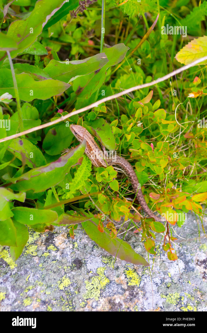 Lizard marrone giallo grigio con la coda si muove lentamente quando la trasmissione è nascondere sulla boccola e pietra strutturale della roccia, coperti di muschio di nero e verde dei fiori in Alt Foto Stock