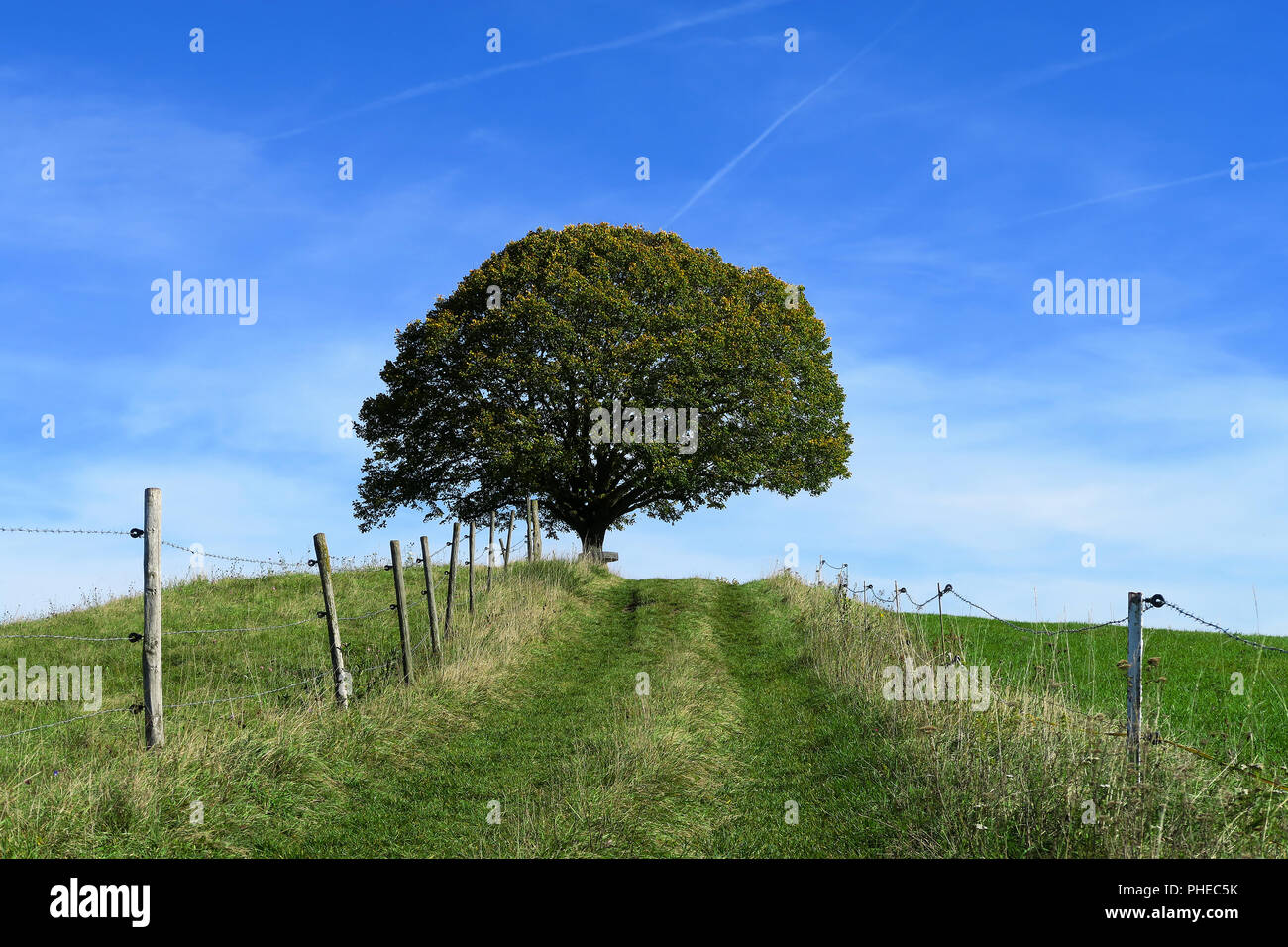 Limetere; paesaggio; paesaggio in estate; Prato; Foto Stock