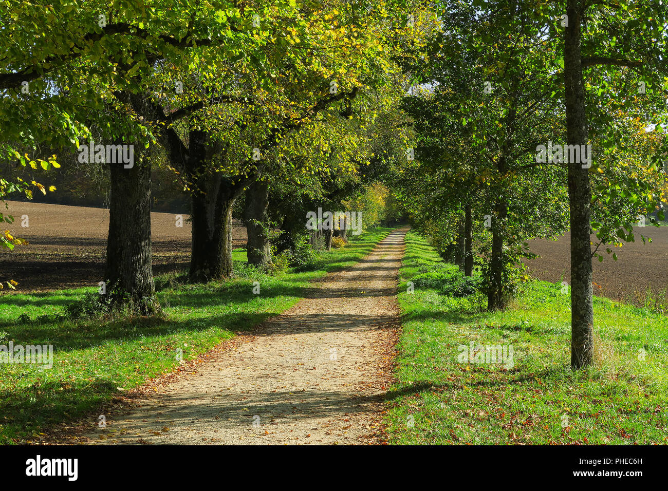 Svevo; Limetere avenue; a sud della Germania; Foto Stock