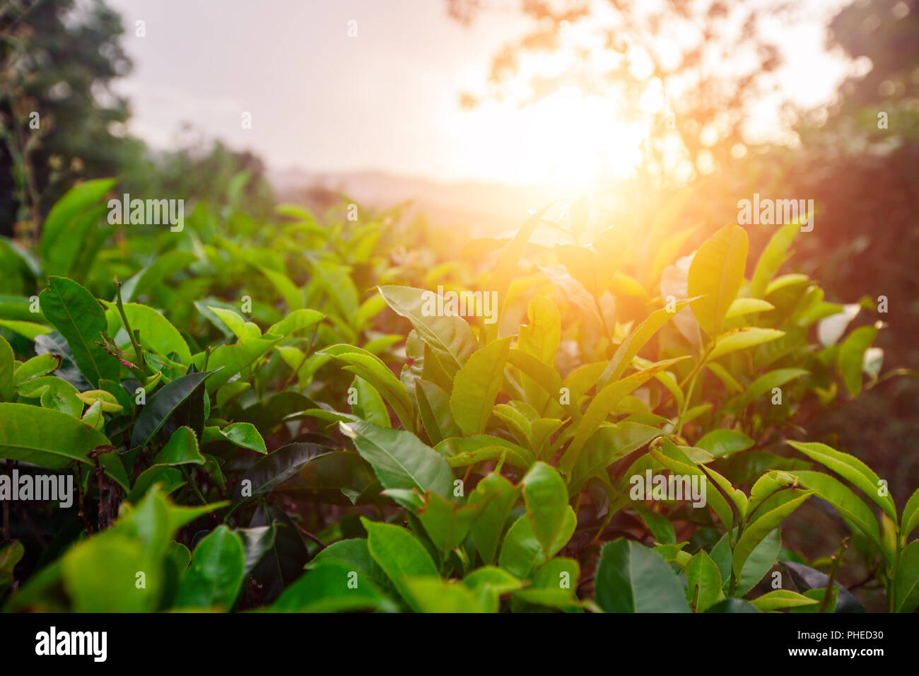 Verdi campi di tè al tramonto Foto Stock