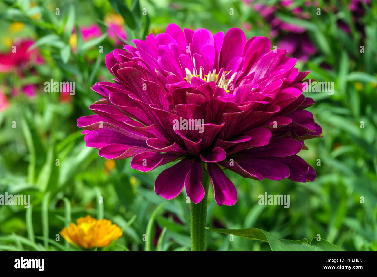 Violetta Zinnia elegans 'Viola Prince' Foto Stock