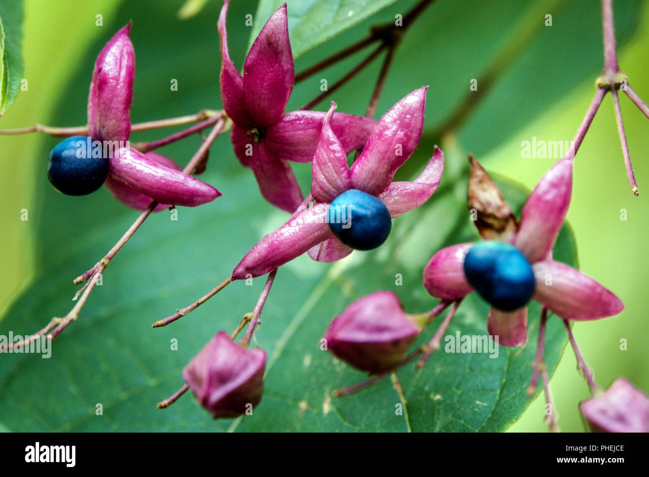 Clerodendrum trichotomum Fargesii ' ', Arlecchino glorybower, Glorytree, burro di arachidi tree Foto Stock