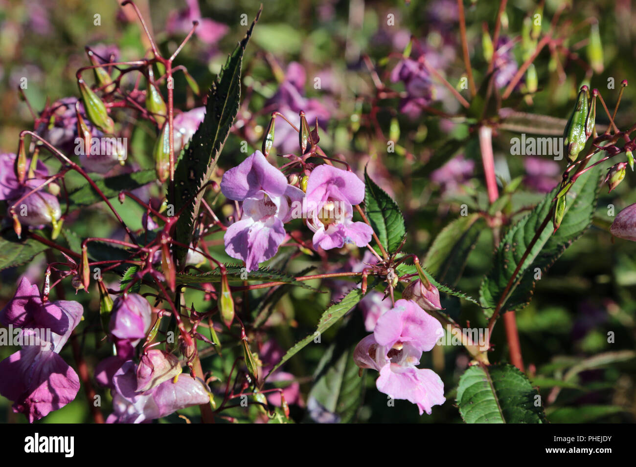 L'Himalayan Balsamina Impatiens glandulifera Foto Stock