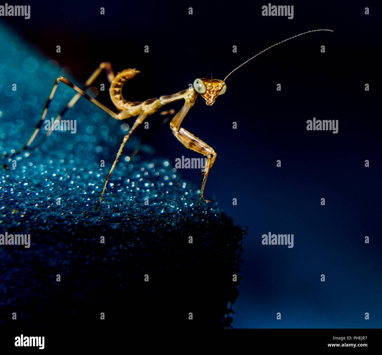 Immagine ravvicinata di poco Mantis Foto Stock