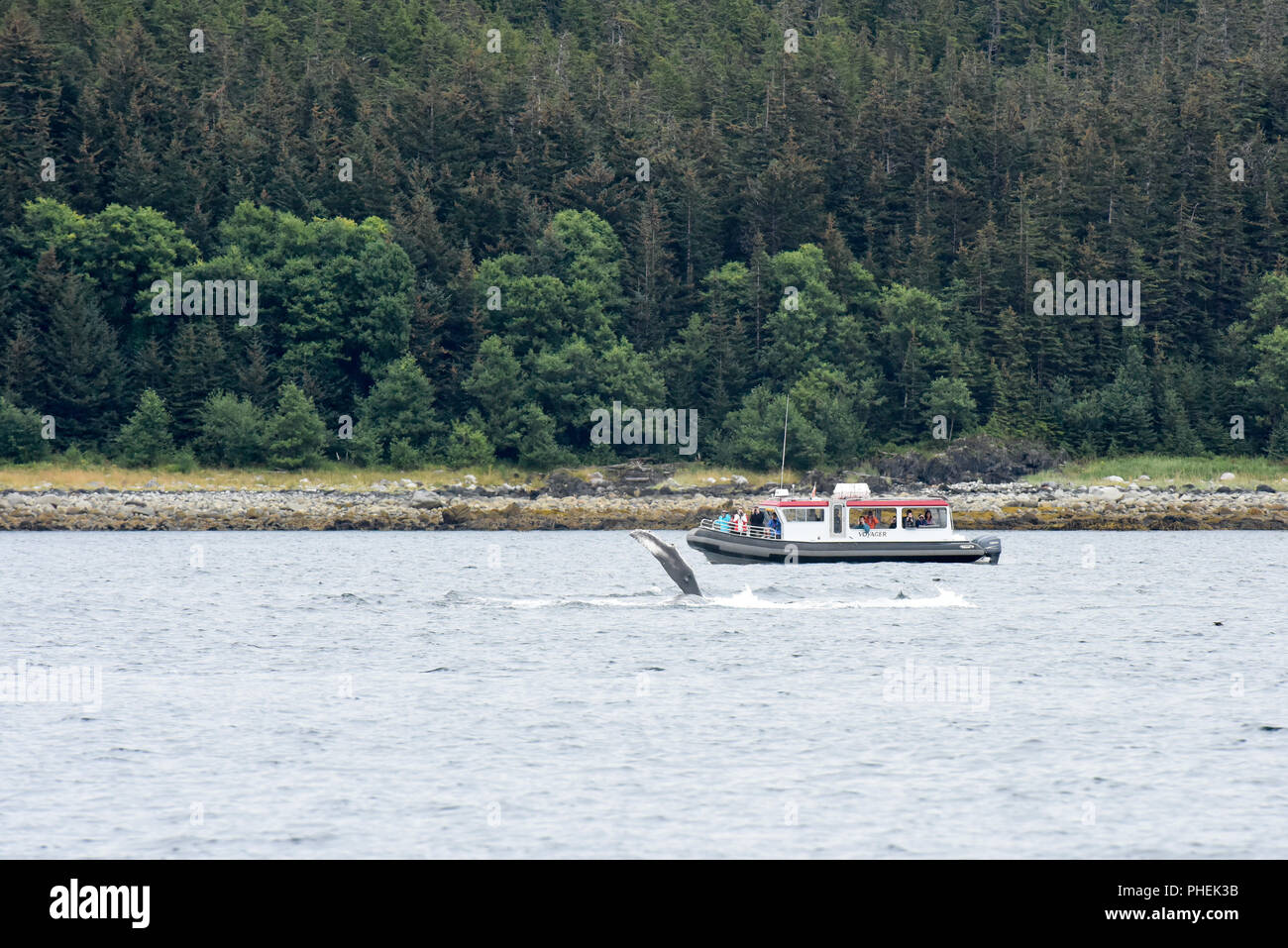 Juneau Alaska - Humpback Whale watching tour nave da crociera escursione - turisti fotografare balene affioranti nei pressi della loro barca con pinna pettorale / pinna Foto Stock