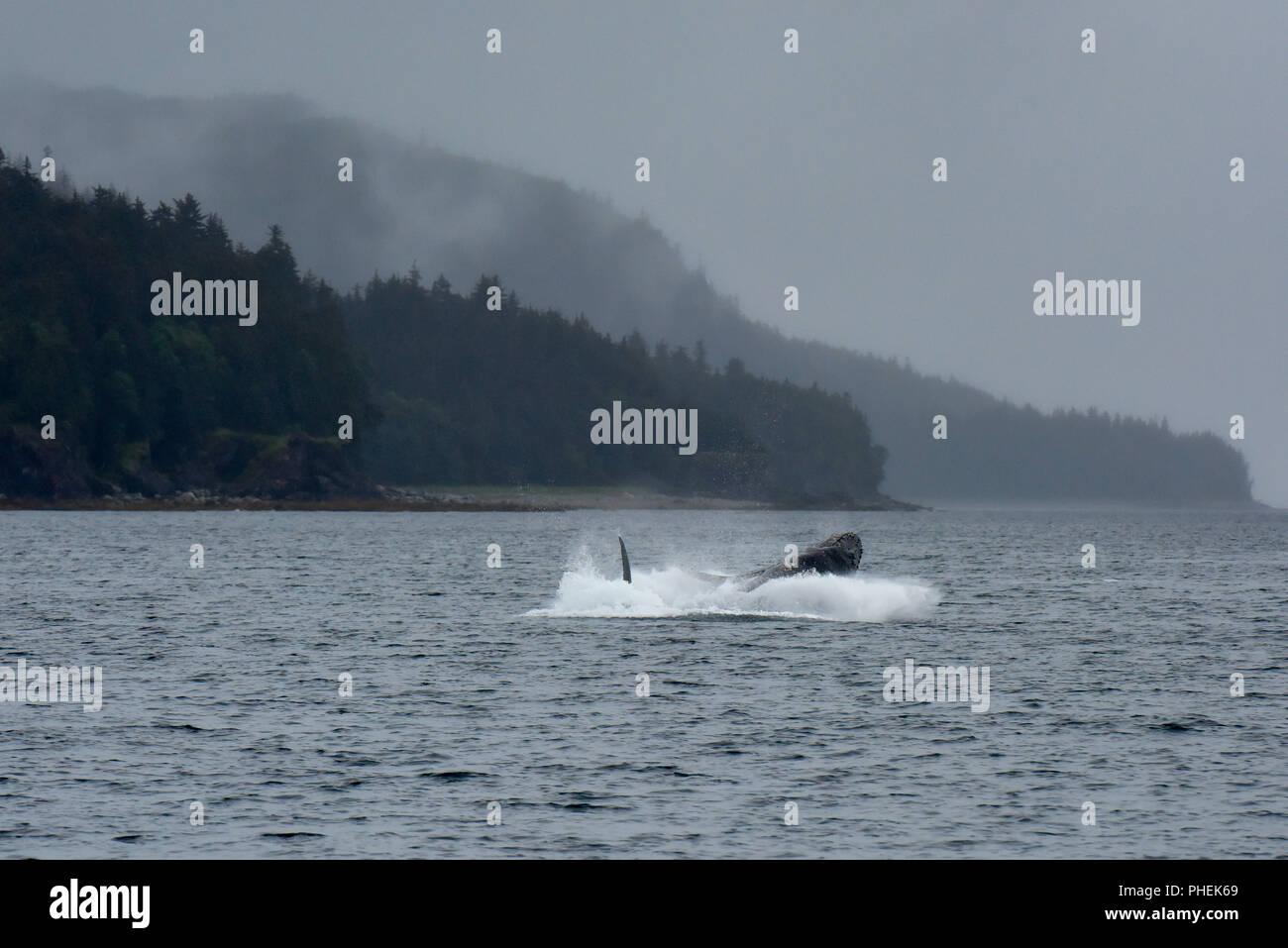 Humpback Whale violare - Juneau Alaska - un bambino Humpback Whale violazioni del Lynn Canal durante un whale watching tour - nave da crociera escursione Foto Stock