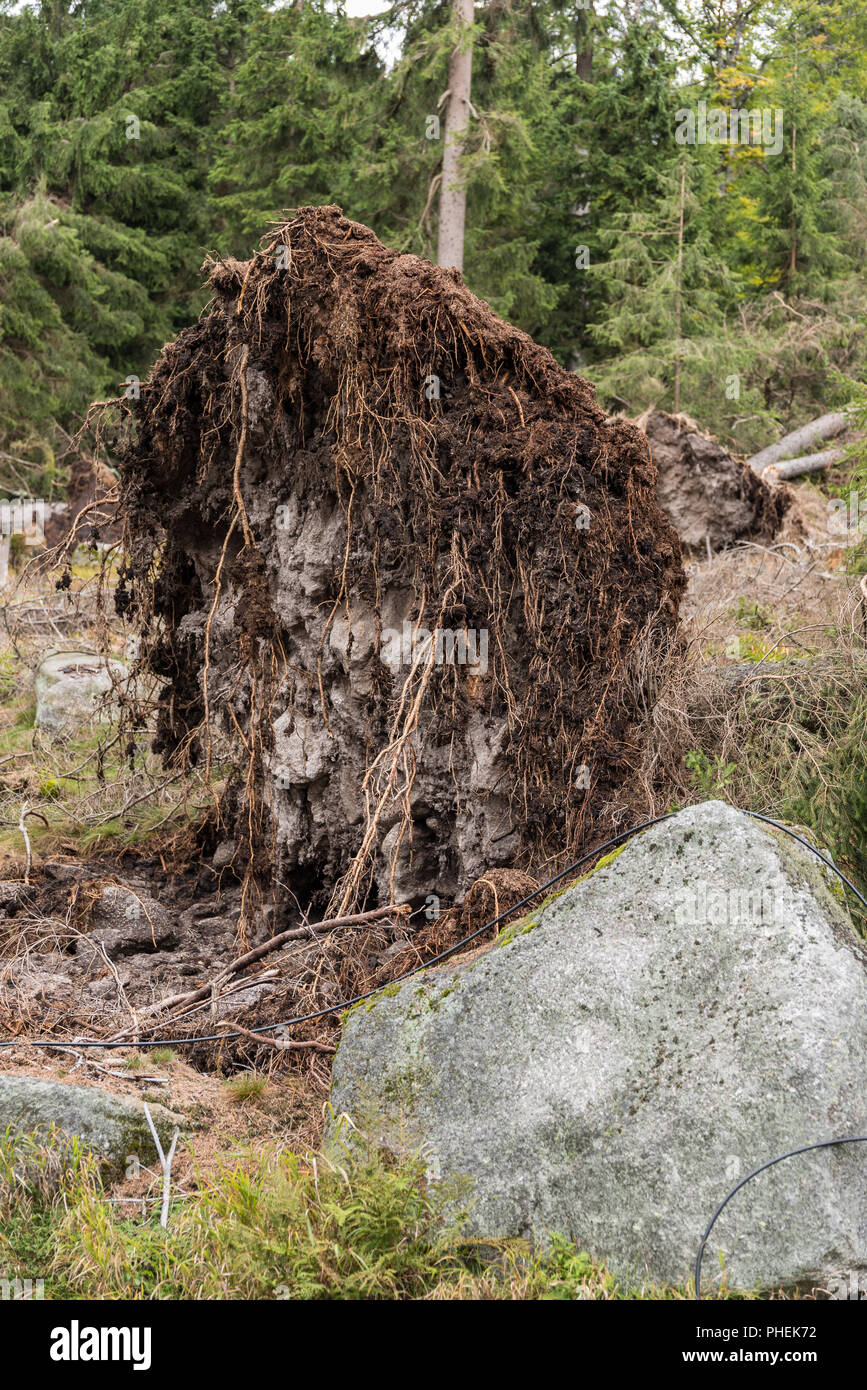 In una tempesta sradicate tree - closeup danno ambientale Foto Stock