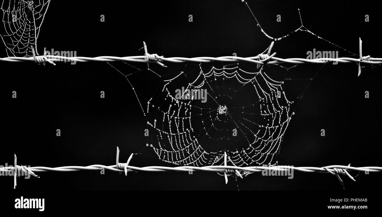 Filo spinato e spider web, Bruehl, Renania settentrionale-Vestfalia, Germania, Europa Foto Stock