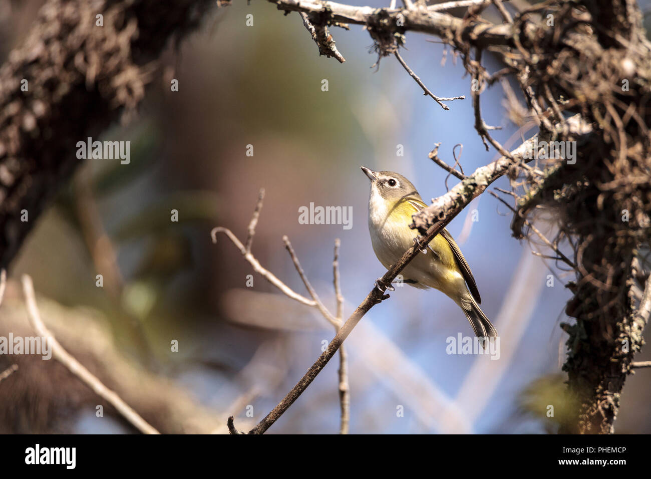 Bianco-eyed vireo Vireo uccelli griseus Foto Stock