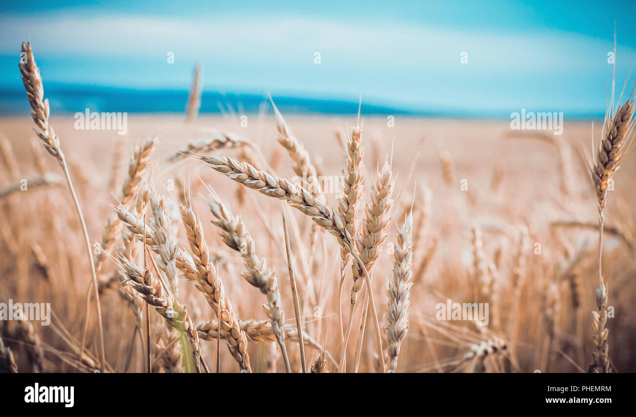 Campo di grano maturo Foto Stock
